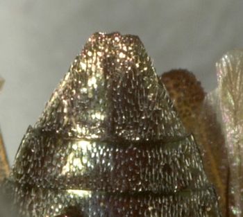 Media type: image;   Entomology 2692 Aspect: anal sclerite